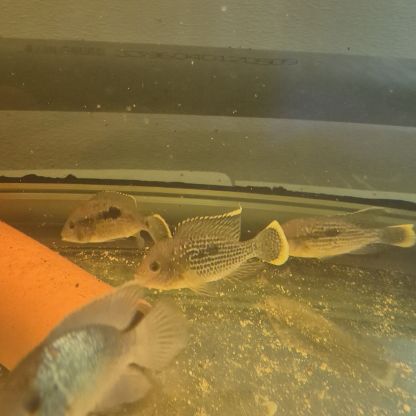 Aequidens rivulatus #0