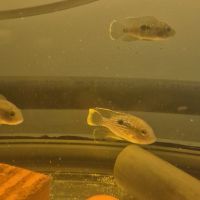 Aequidens rivulatus #2