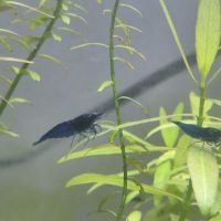 Crevettes blue velvet