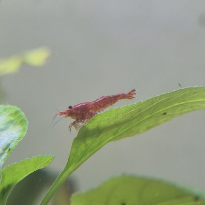 Crevette red cherry #0