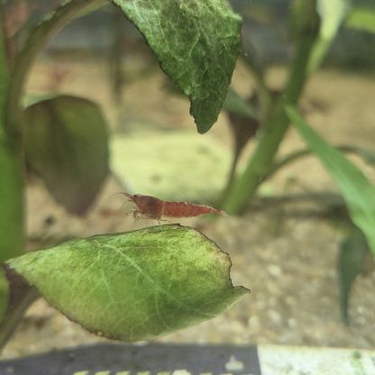 Crevette red cherry #3