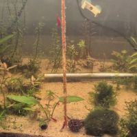 Crevette red cherry #1