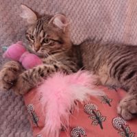 Chaton très câlin #4