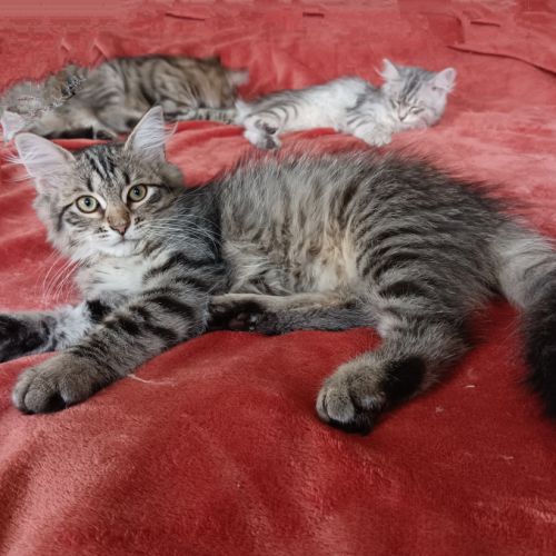 Chaton très câlin #1