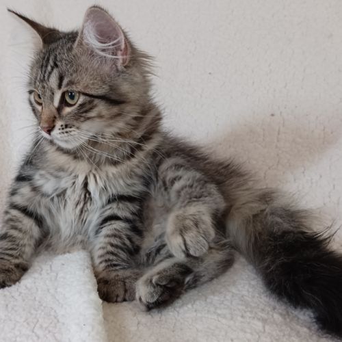 Chaton très câlin #0