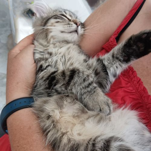 Chaton très câlin #3