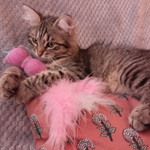 Chaton très câlin #4