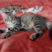 Chaton très câlin #1