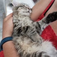 Chaton très câlin #3