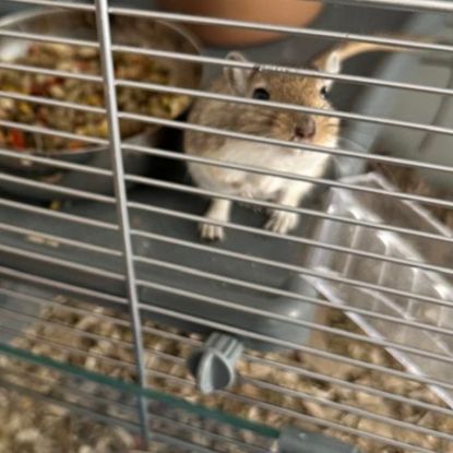 Je donne 2 gerbilles #0