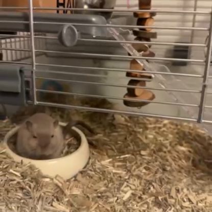 Je donne 2 gerbilles #3