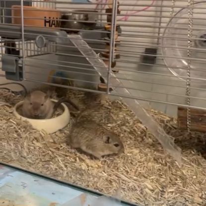 Je donne 2 gerbilles #4