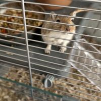 Je donne 2 gerbilles