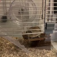 Je donne 2 gerbilles #2