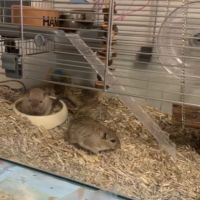 Je donne 2 gerbilles #4