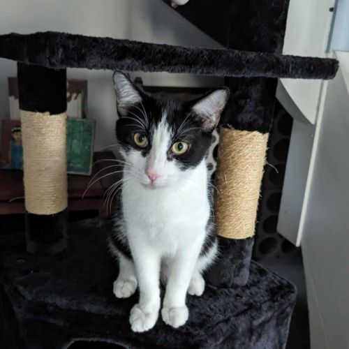 Lennix le charmeur #2