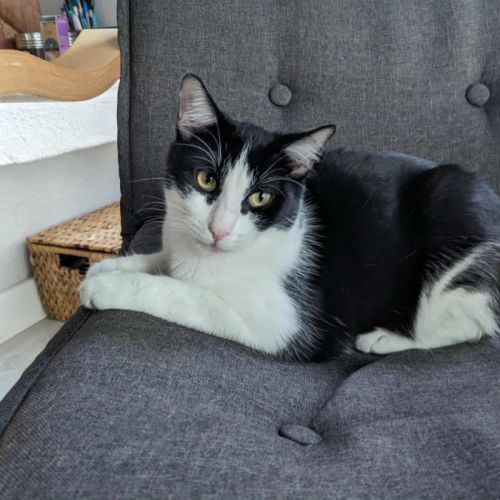 Lennix le charmeur #3