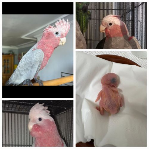 Perroquet cacatoes rosalbin eam de 2025 #0