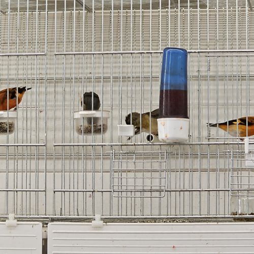 Couple tarin venezuela à vendre