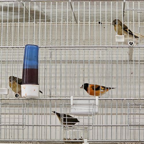 Couple tarin venezuela à vendre #2