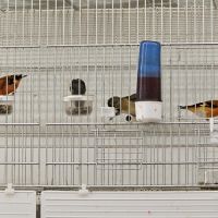 Couple tarin venezuela à vendre #0