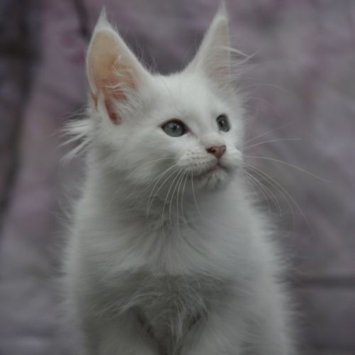 Adorables chatons maine coon loof #1