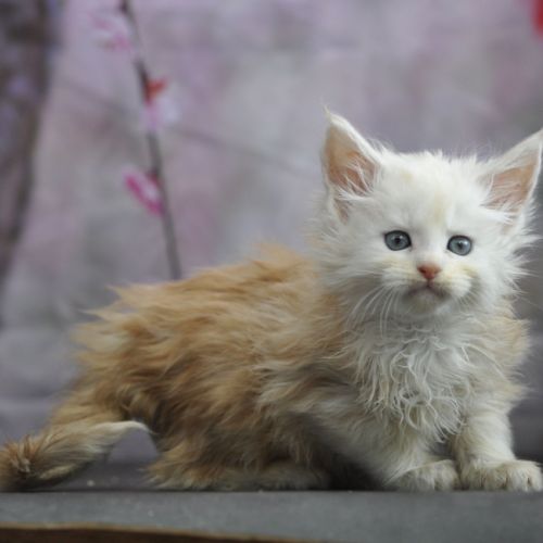 Adorables chatons maine coon loof #4
