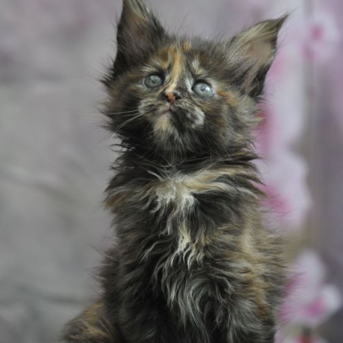 Adorables chatons maine coon loof #5