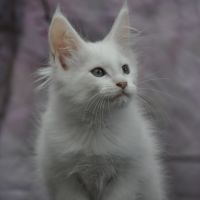 Adorables chatons maine coon loof #1