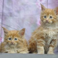 Adorables chatons maine coon loof #2