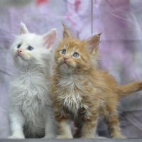 Adorables chatons maine coon loof