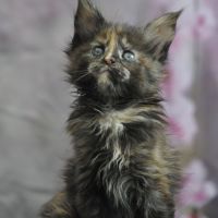 Adorables chatons maine coon loof #5