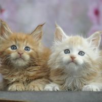Adorables chatons maine coon loof #6