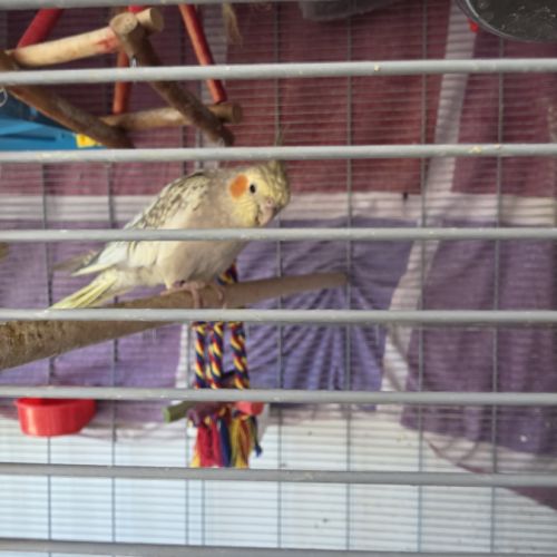 Annonces de Calopsitte elegante, oiseaux, perruches a vendre, a adopter