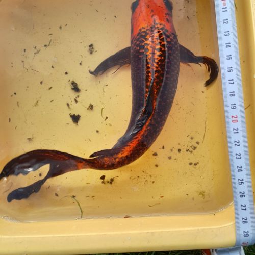 Carpe koï kujaku voilée #2