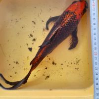 Carpe koï kujaku voilée