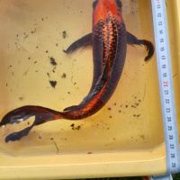 Carpe koï kujaku voilée #2