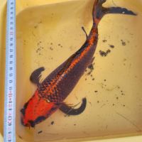 Carpe koï kujaku voilée #3