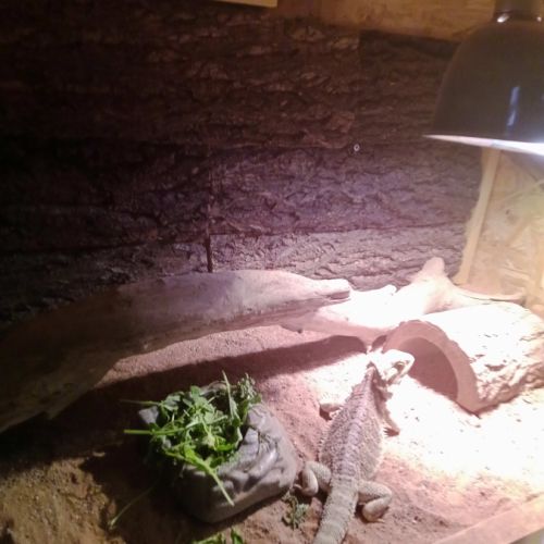 Jeune pogona – sociable et curieux #1