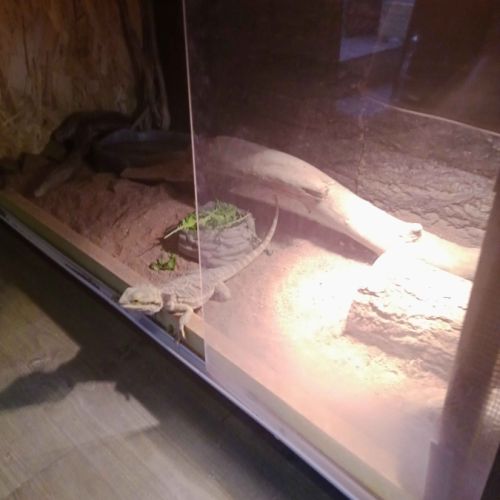 Jeune pogona – sociable et curieux #6