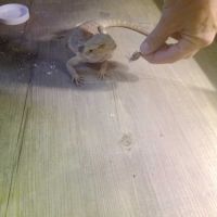 Jeune pogona – sociable et curieux #2