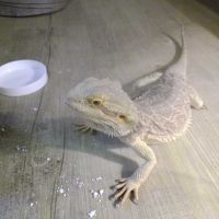 Jeune pogona – sociable et curieux #3