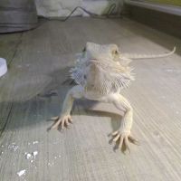 Jeune pogona – sociable et curieux