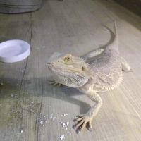 Jeune pogona – sociable et curieux #5