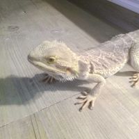 Jeune pogona – sociable et curieux #7