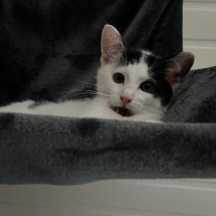 Wapy petit cœur adorable à adopter #3