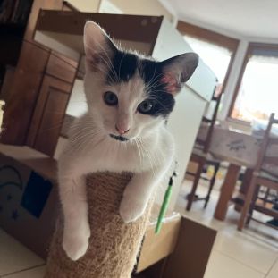 Wapy petit cœur adorable à adopter #4