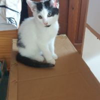 Wapy petit cœur adorable à adopter