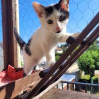 Wapy petit cœur adorable à adopter #5