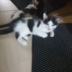 Tusky à adopter si mignon #1